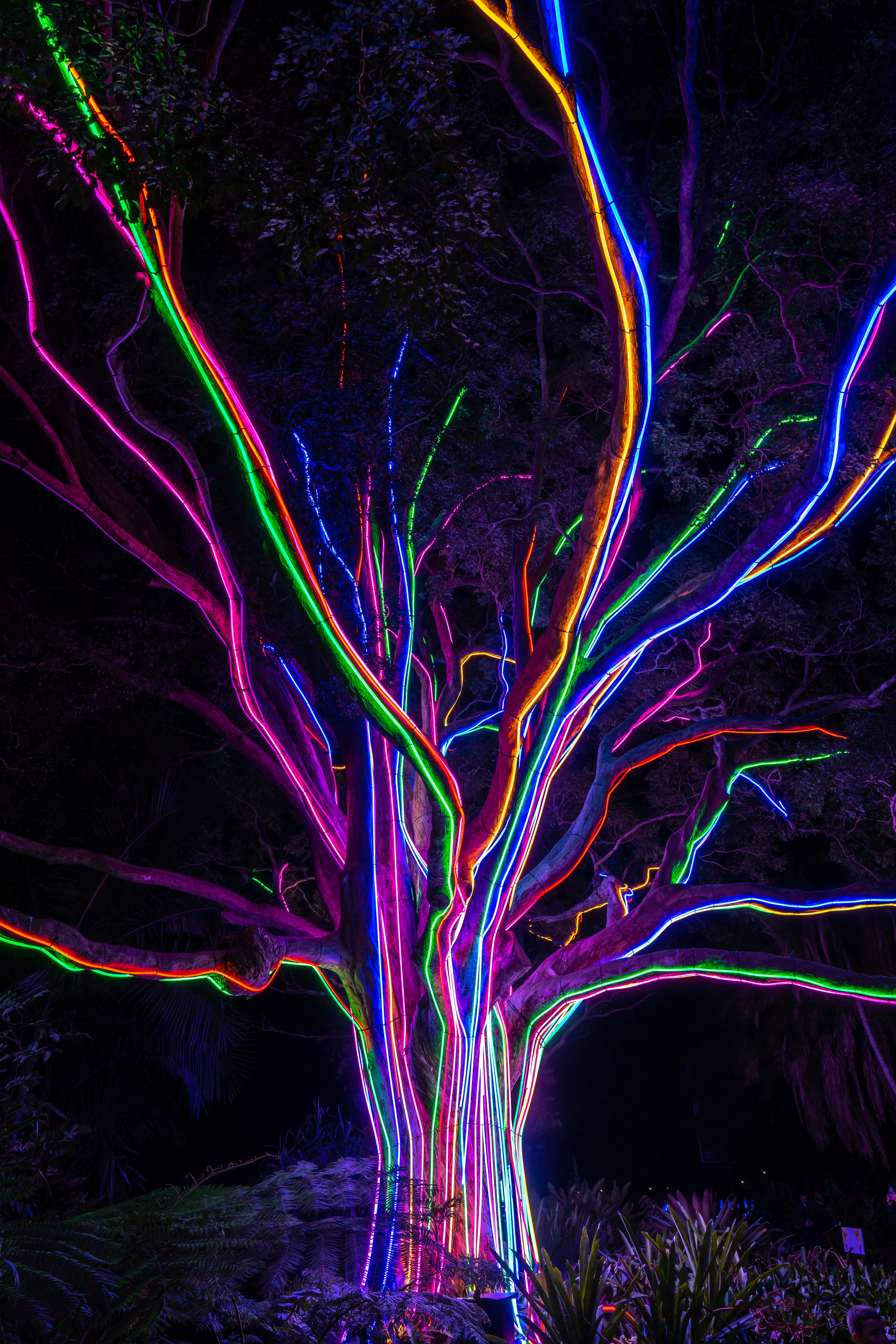 A tree with lit up branches (Photo by Rod Long on Unsplash)